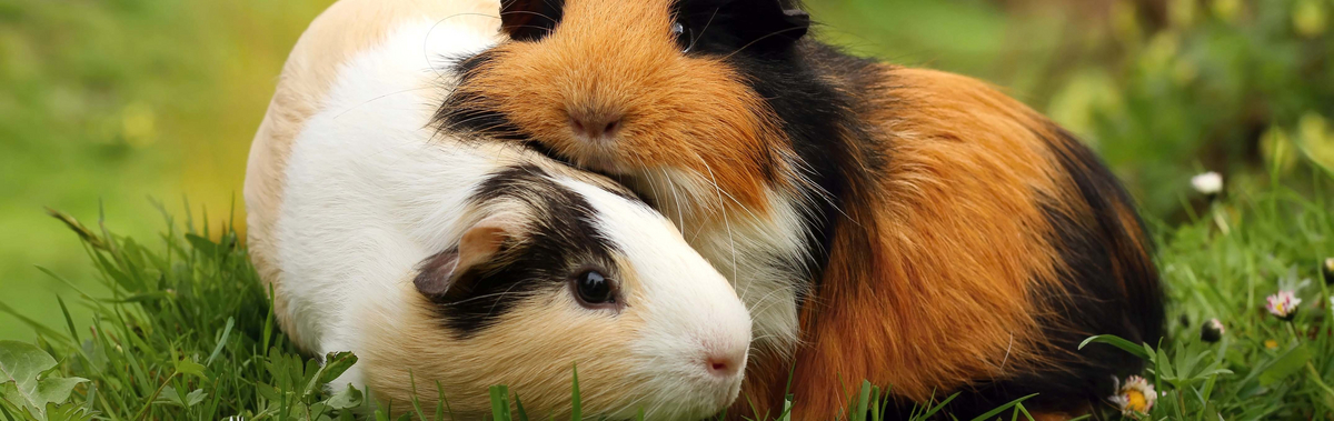 Meerschweinchen im Freien halten: Labertaler Fachmarkt